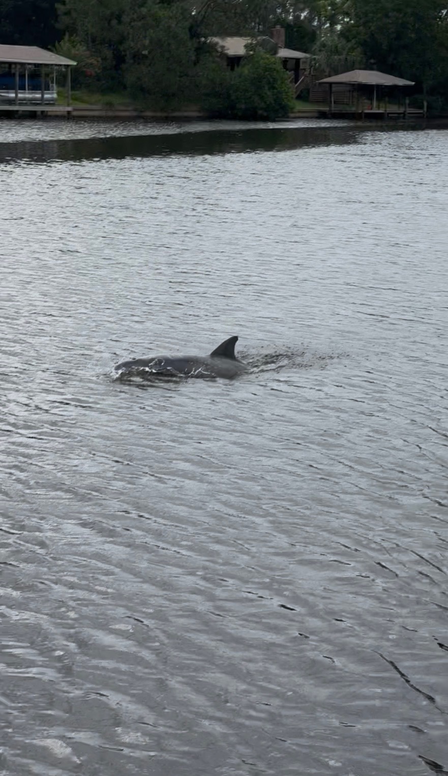Dolphin in the canal — 23 Commander Court
