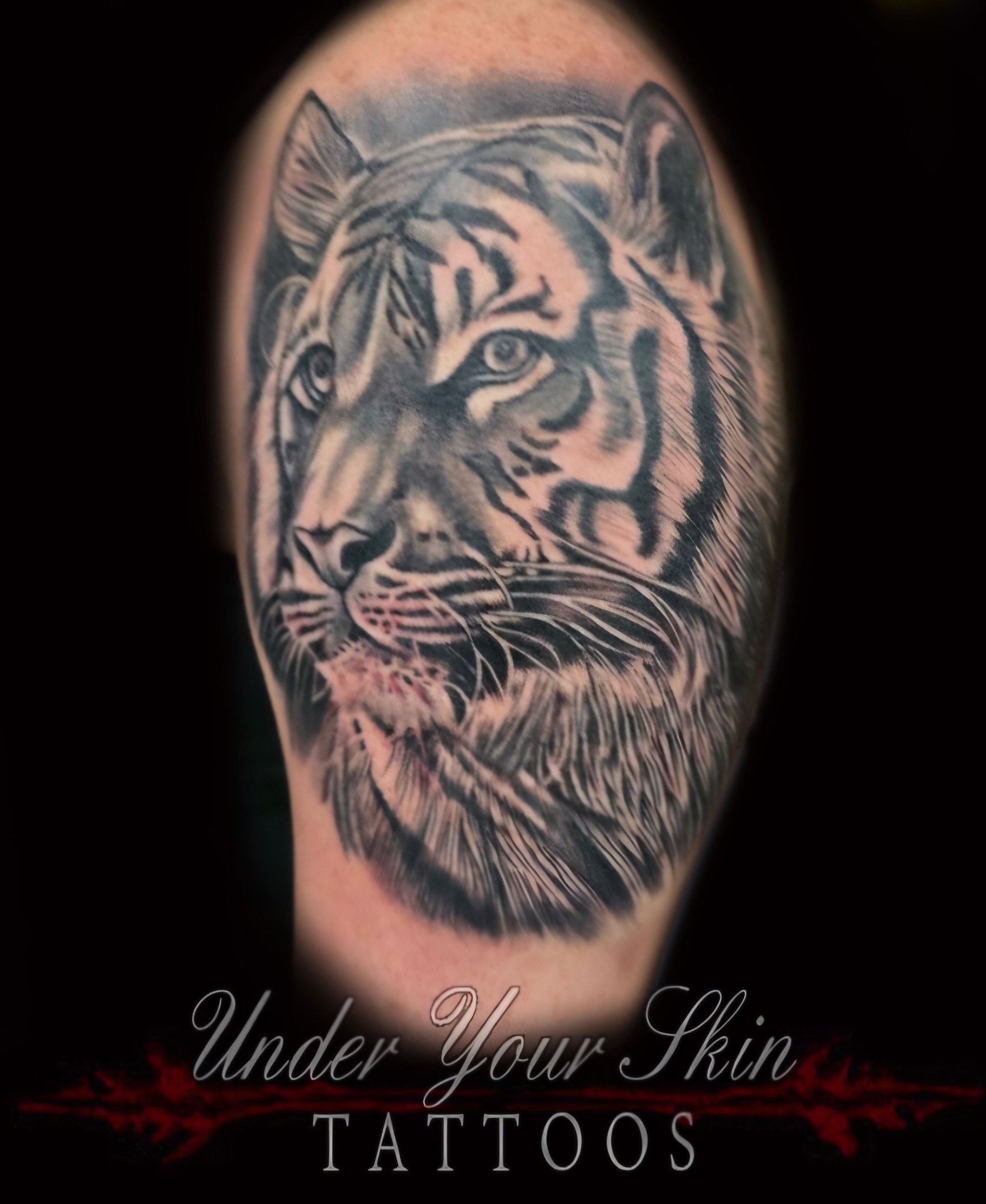 TigerBW