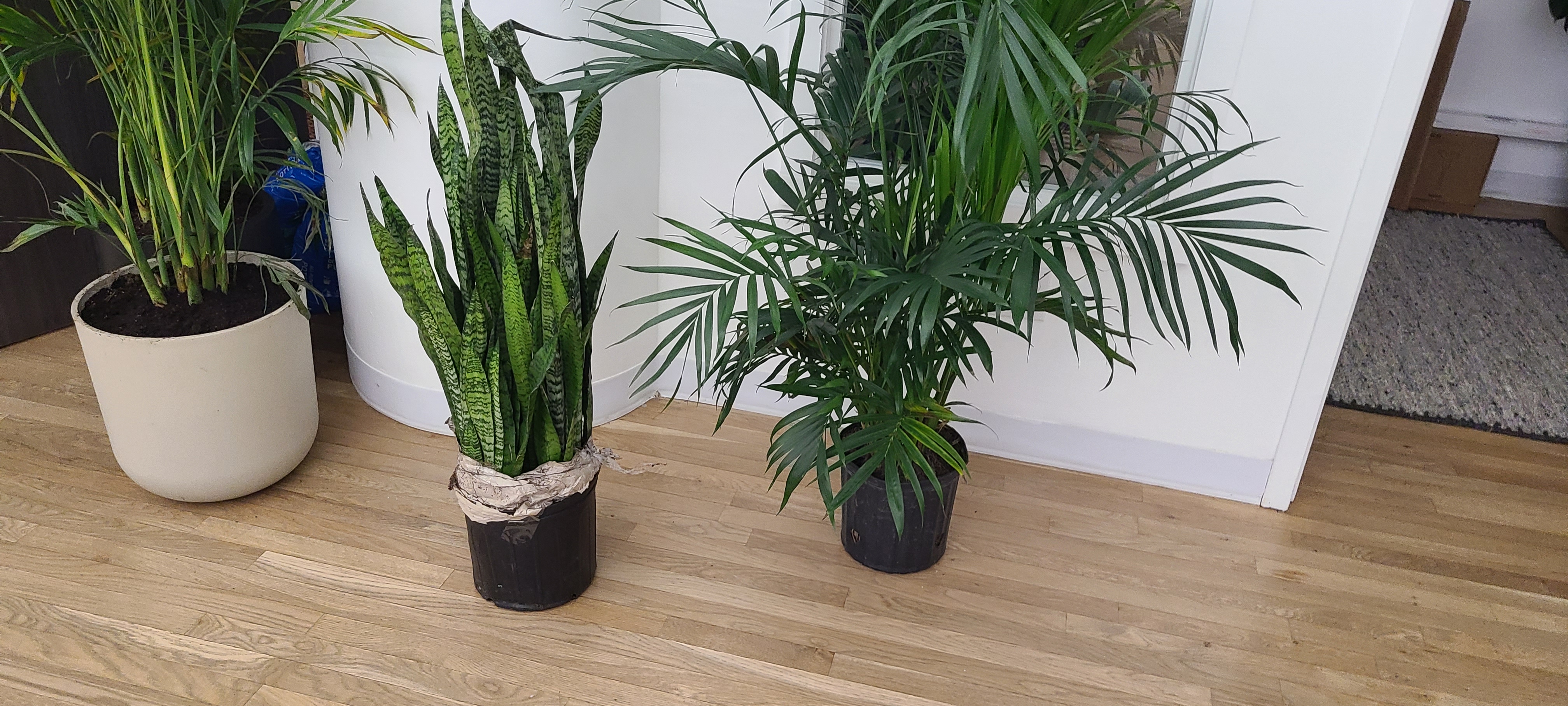 Indoor office plants maintained by Strictly Cleaning