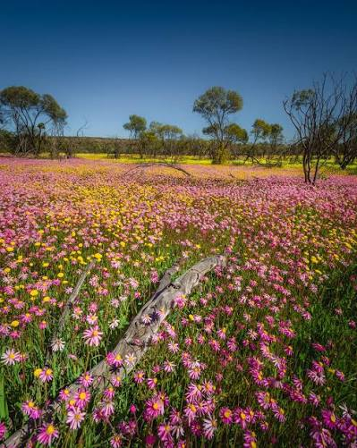11 Day Western Australia Coral Coast & Wildflower Tour — photo 3