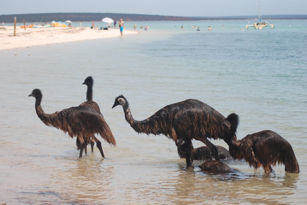 11 Day Western Australia Coral Coast & Wildflower Tour — photo 5
