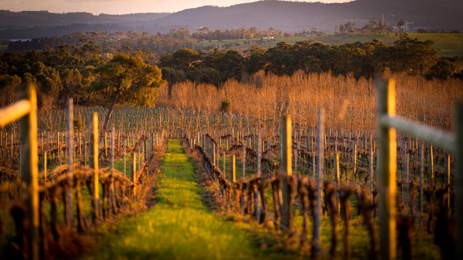 8 Day Tasmania Food, Wine & Wilderness Tour — photo 3