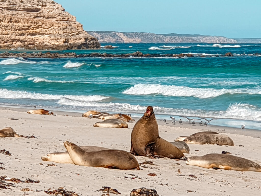7 Day Kangaroo Island & South Australia Adventure Tour — photo 3