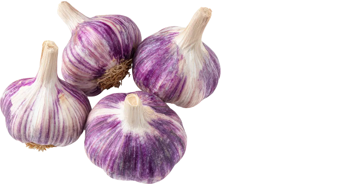 Garlic