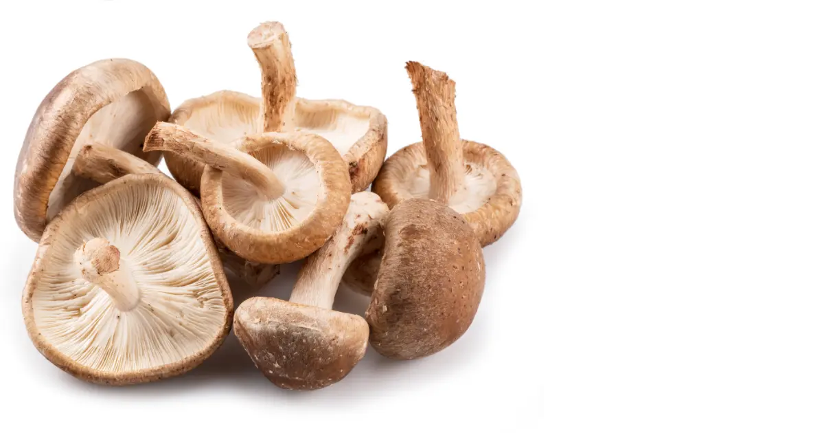 Mushroom (shiitake)