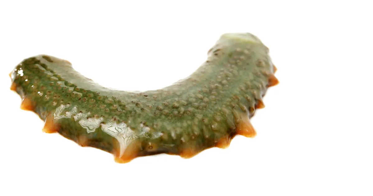 Sea cucumber
