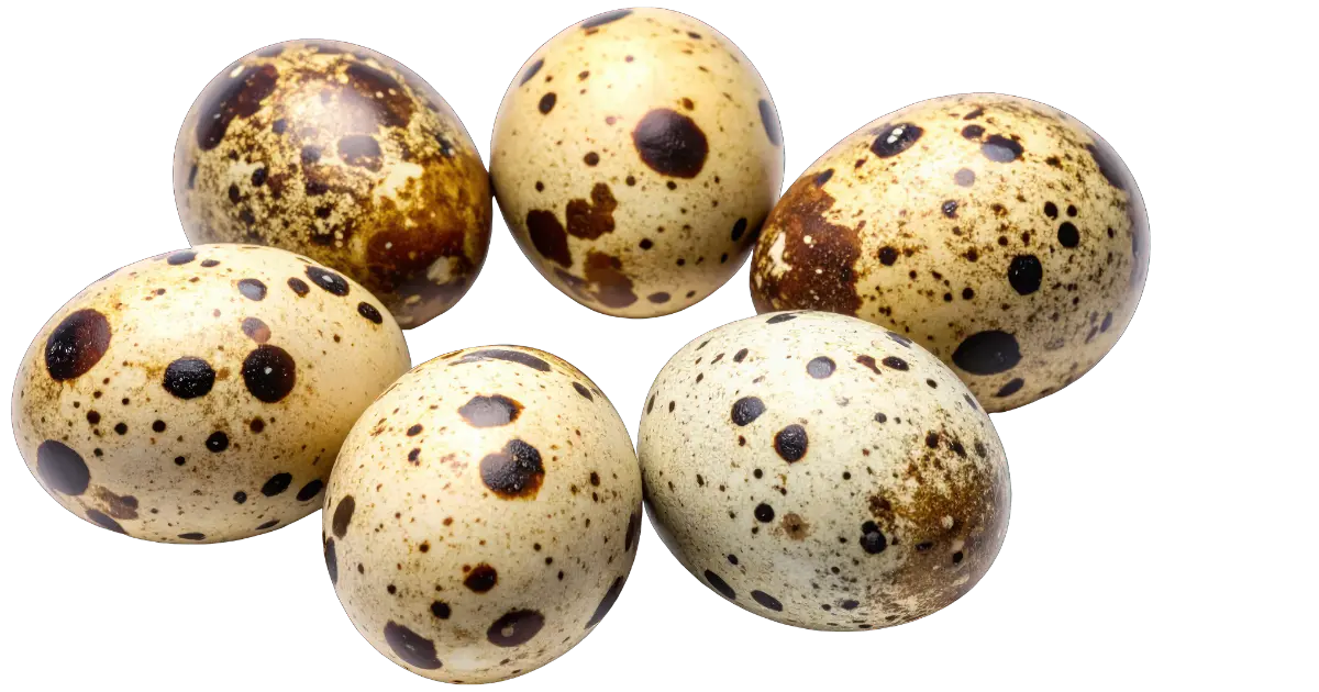 Quail egg