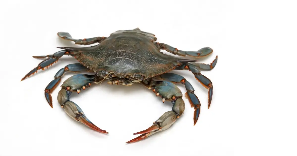 Crab