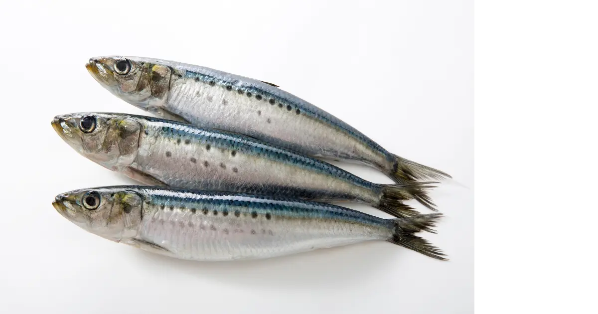 Sardine