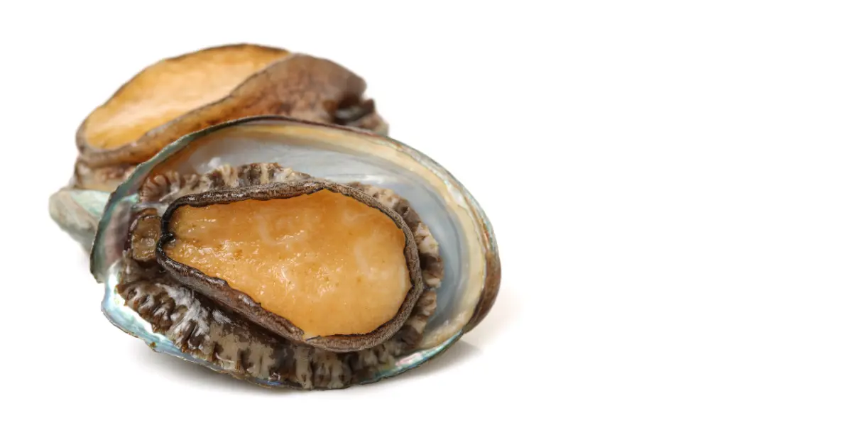 Abalone