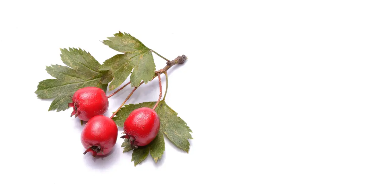 Hawthorn berry