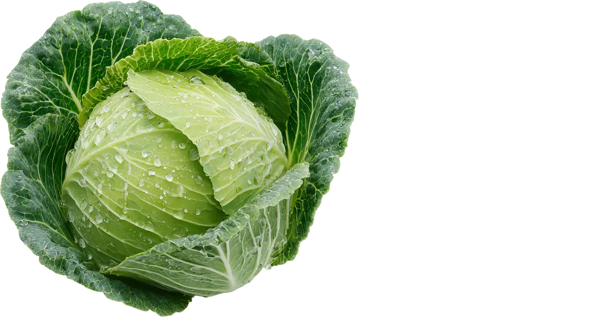 Cabbage
