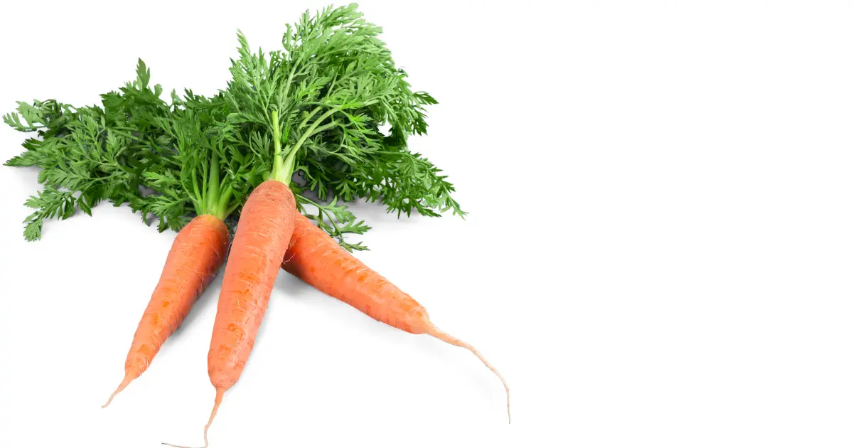 Carrot