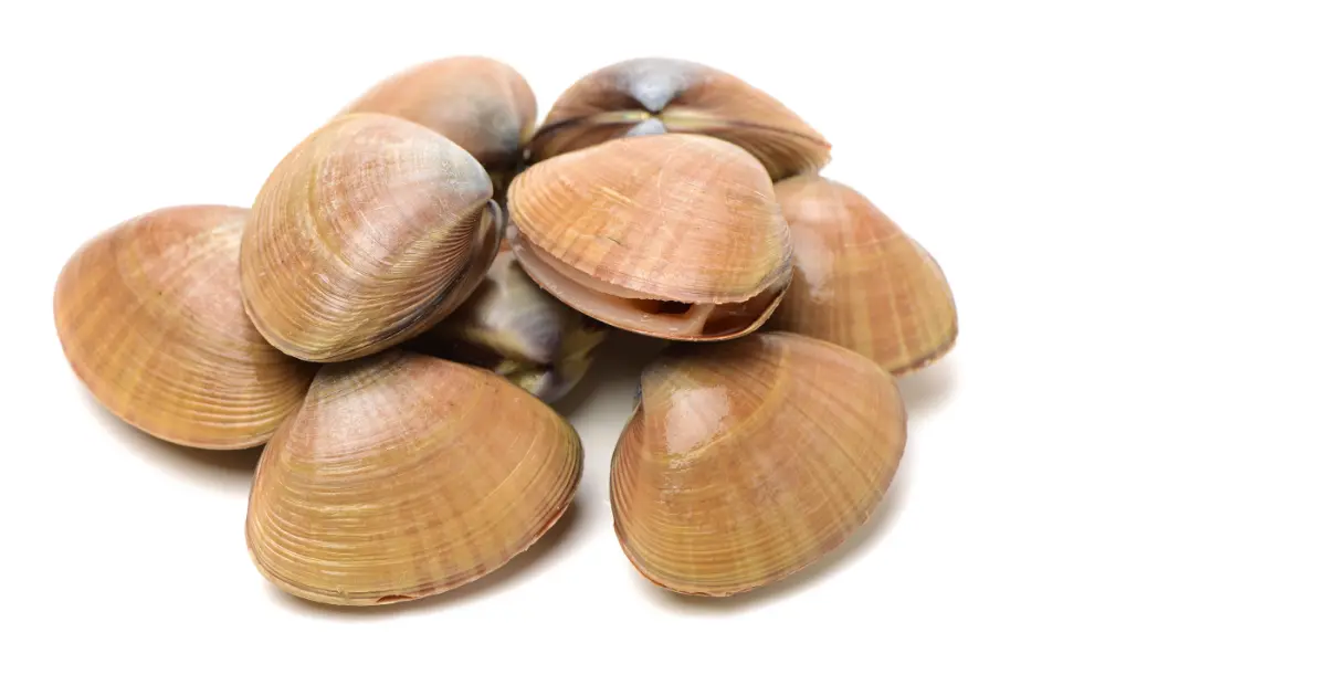 Clams