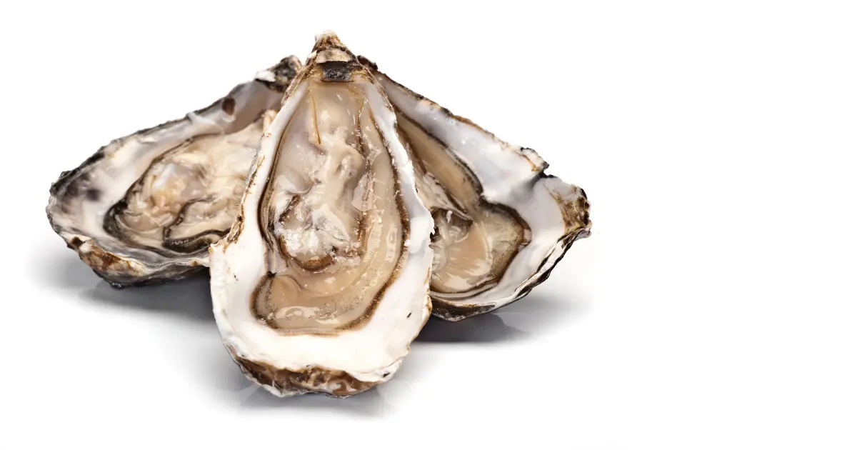 Oyster