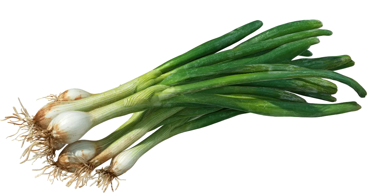 Spring onion