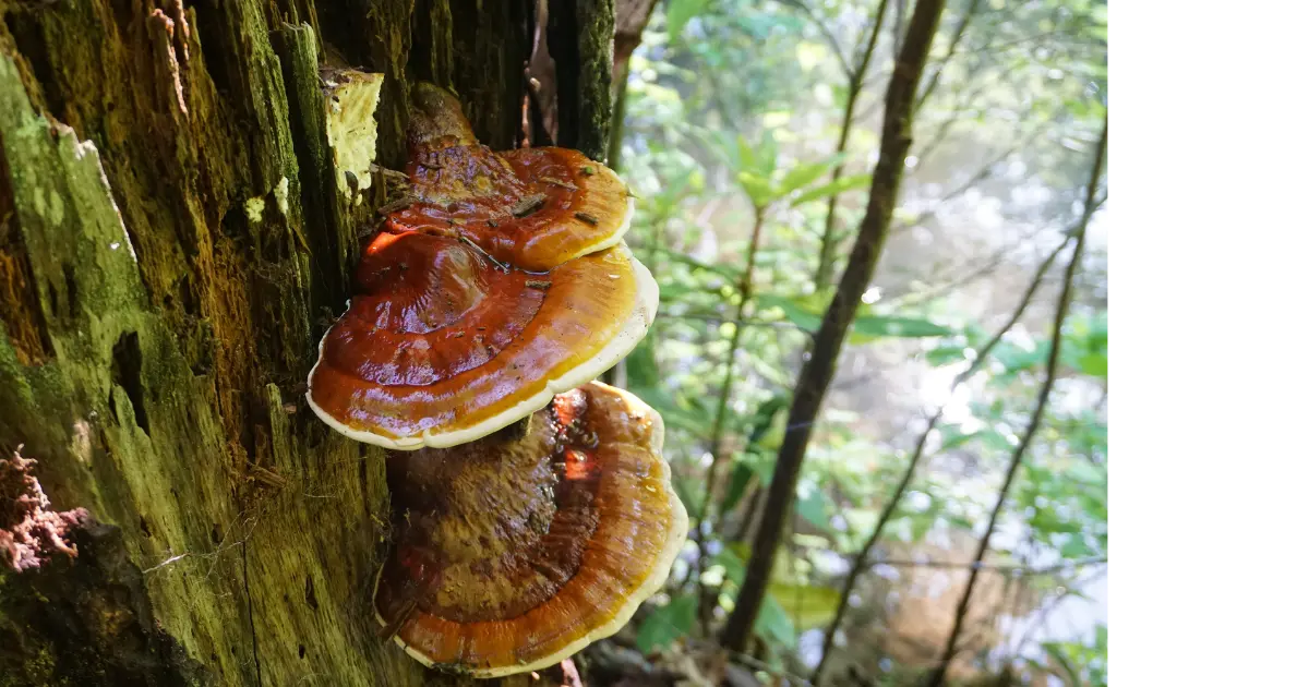 Mushroom (reishi)