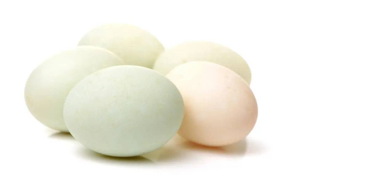 Duck egg