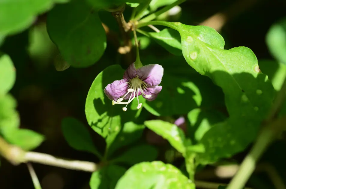 Wolfberry leaf
