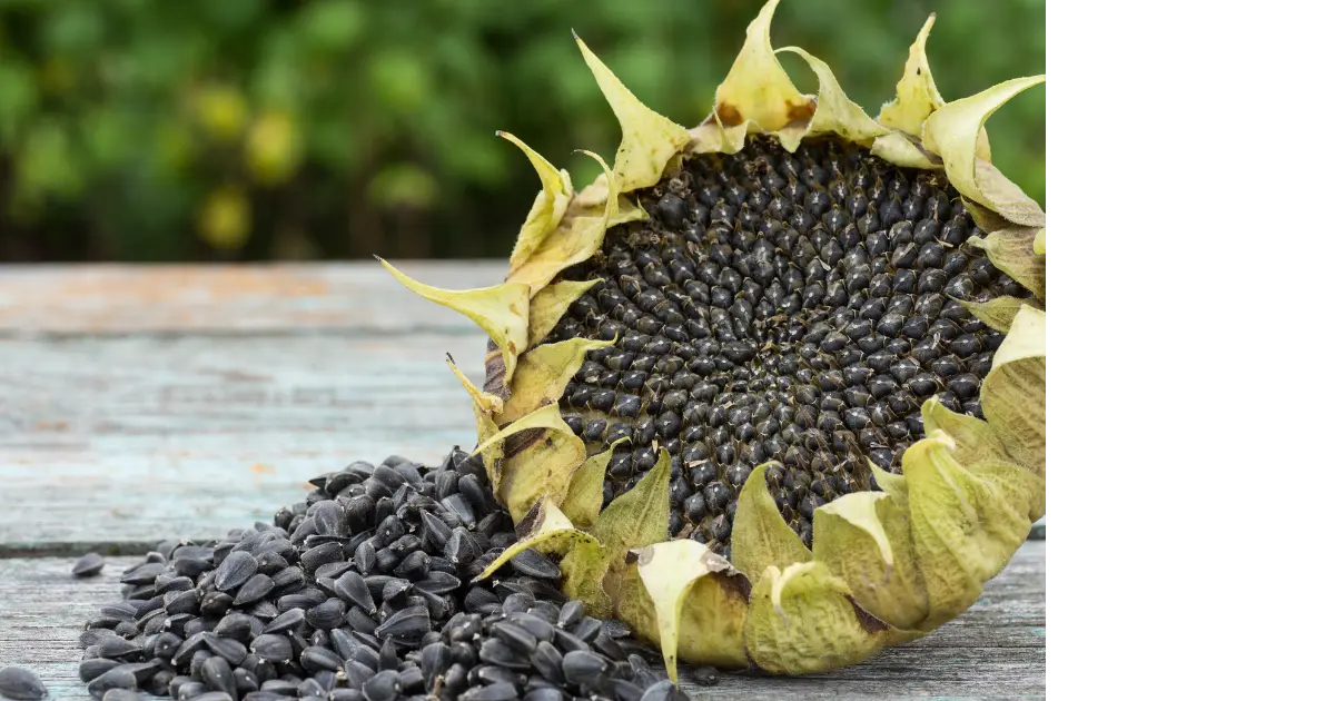Sunflower seed