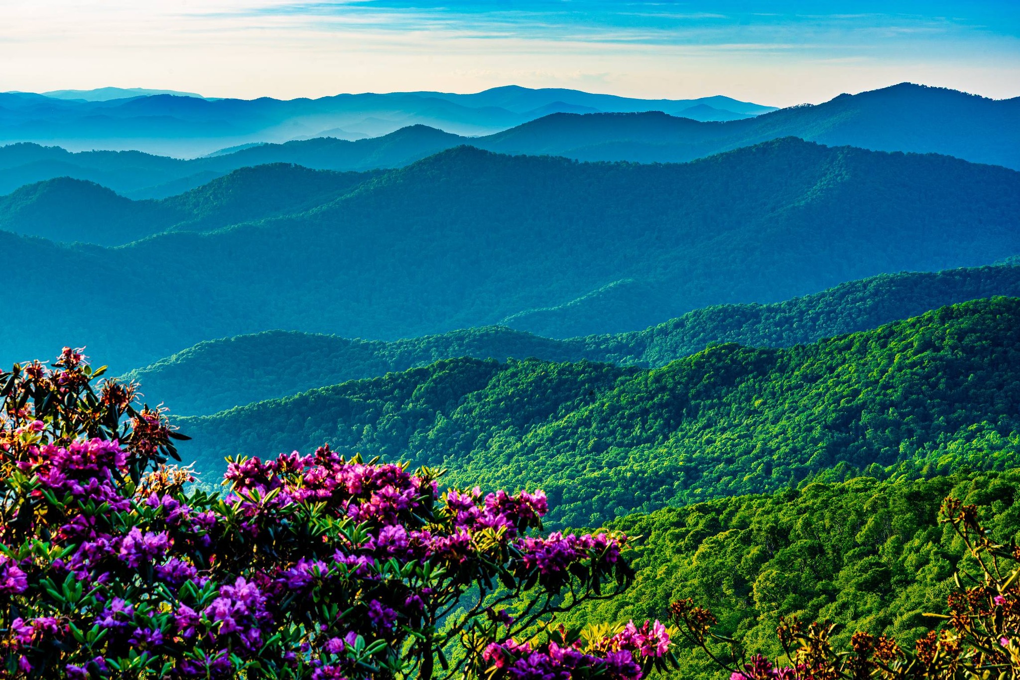 Blue Ridge Mountains rhododendrons near Helen Georgia