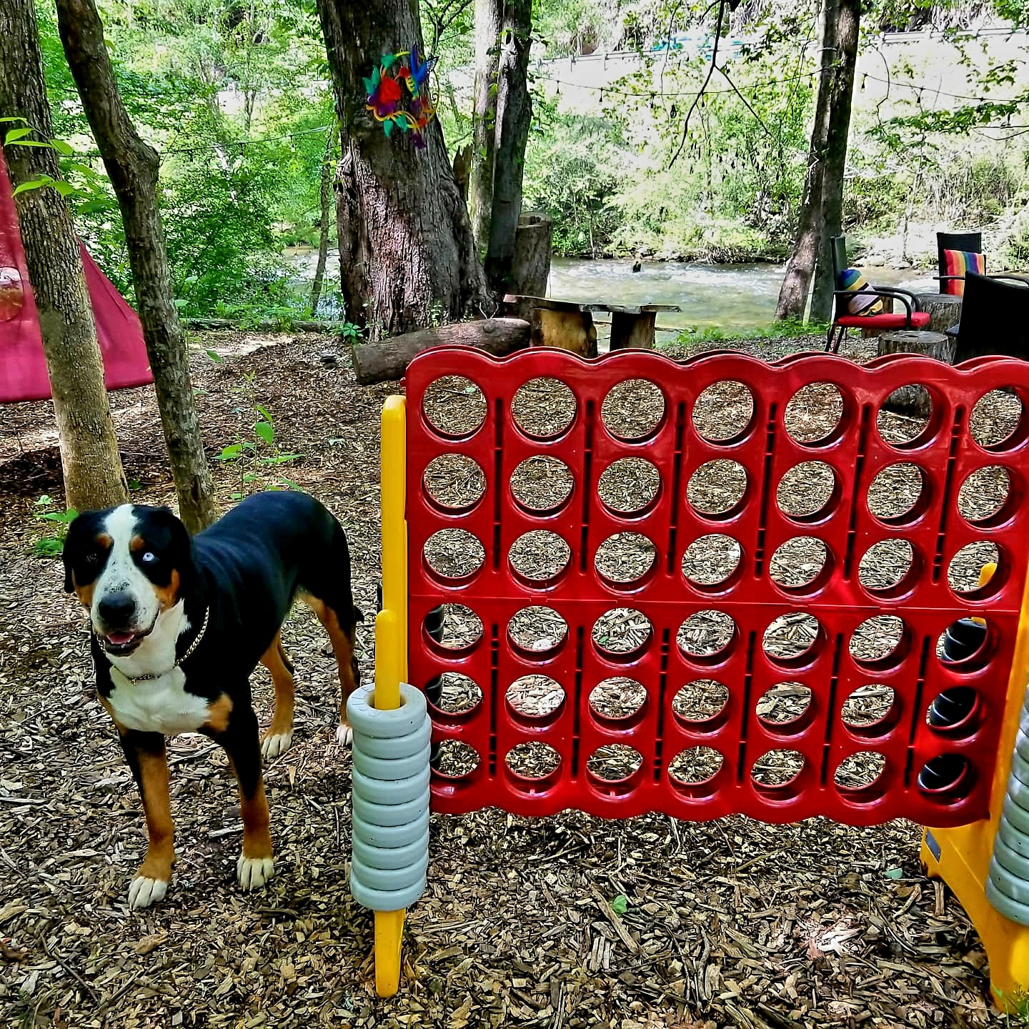 Dogs playing by the river at Bear Creek Lodge