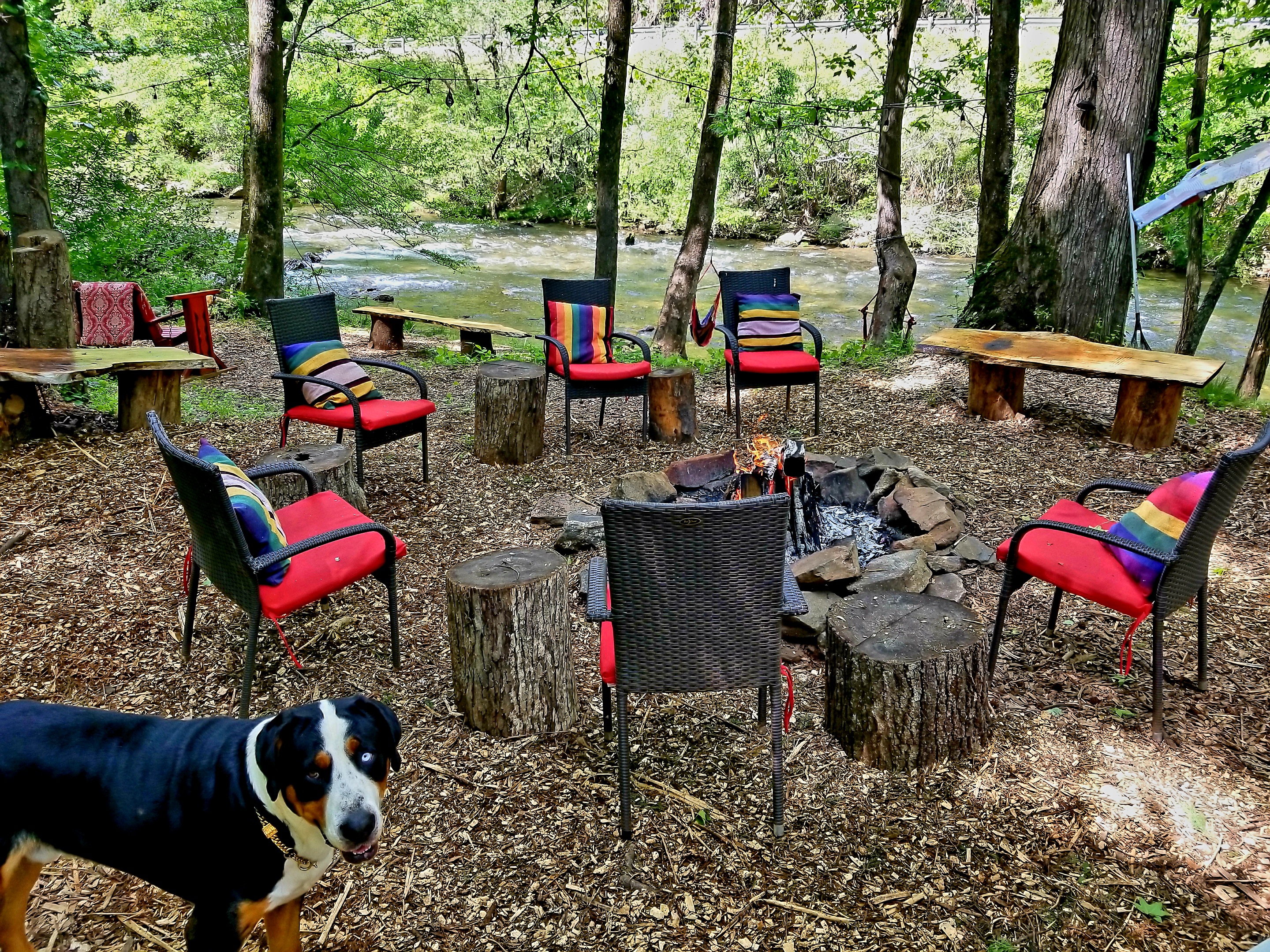 Guests with their dogs on the Chattahoochee riverfront