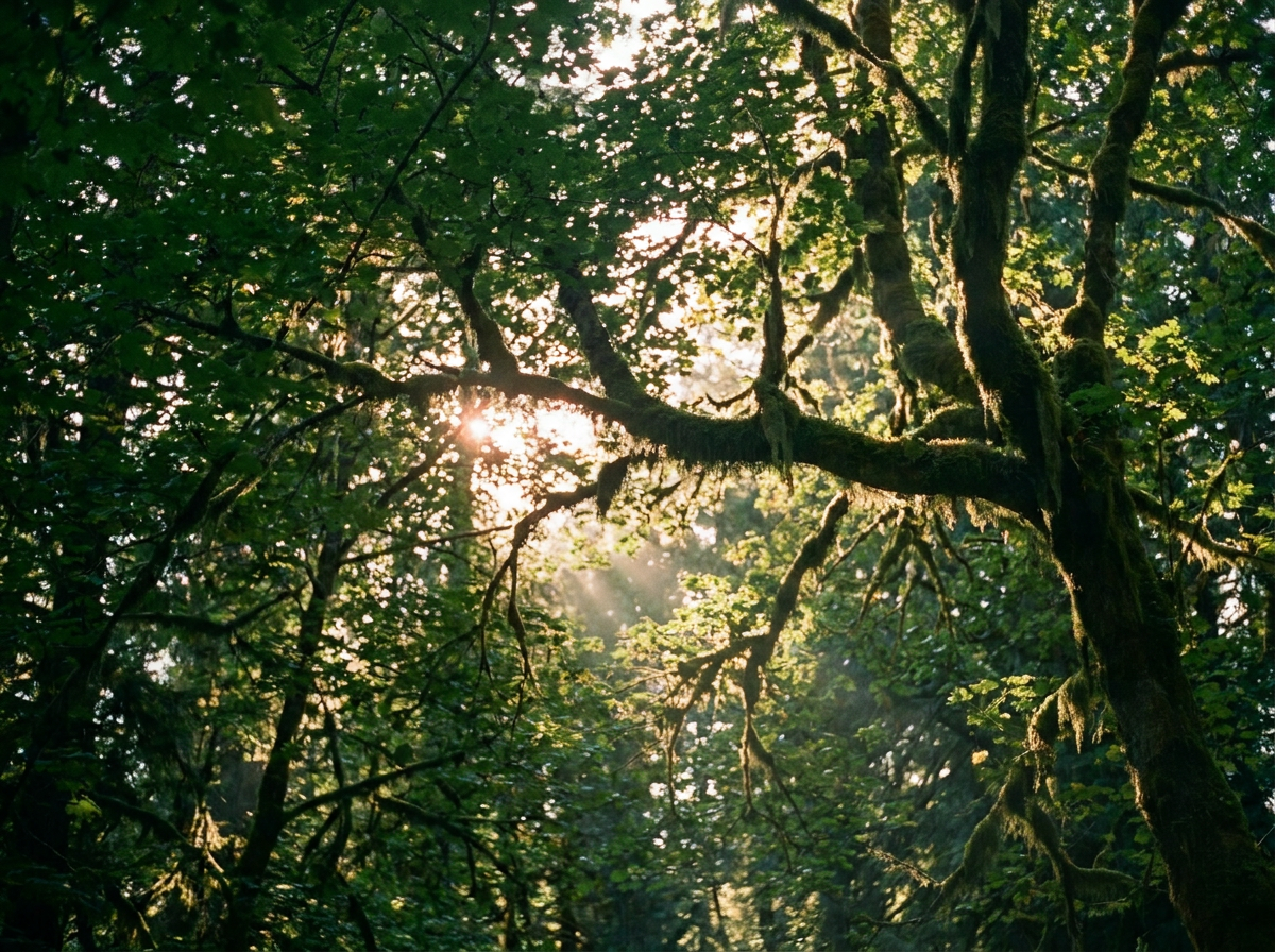 Looking up through forest canopy with dappled golden light