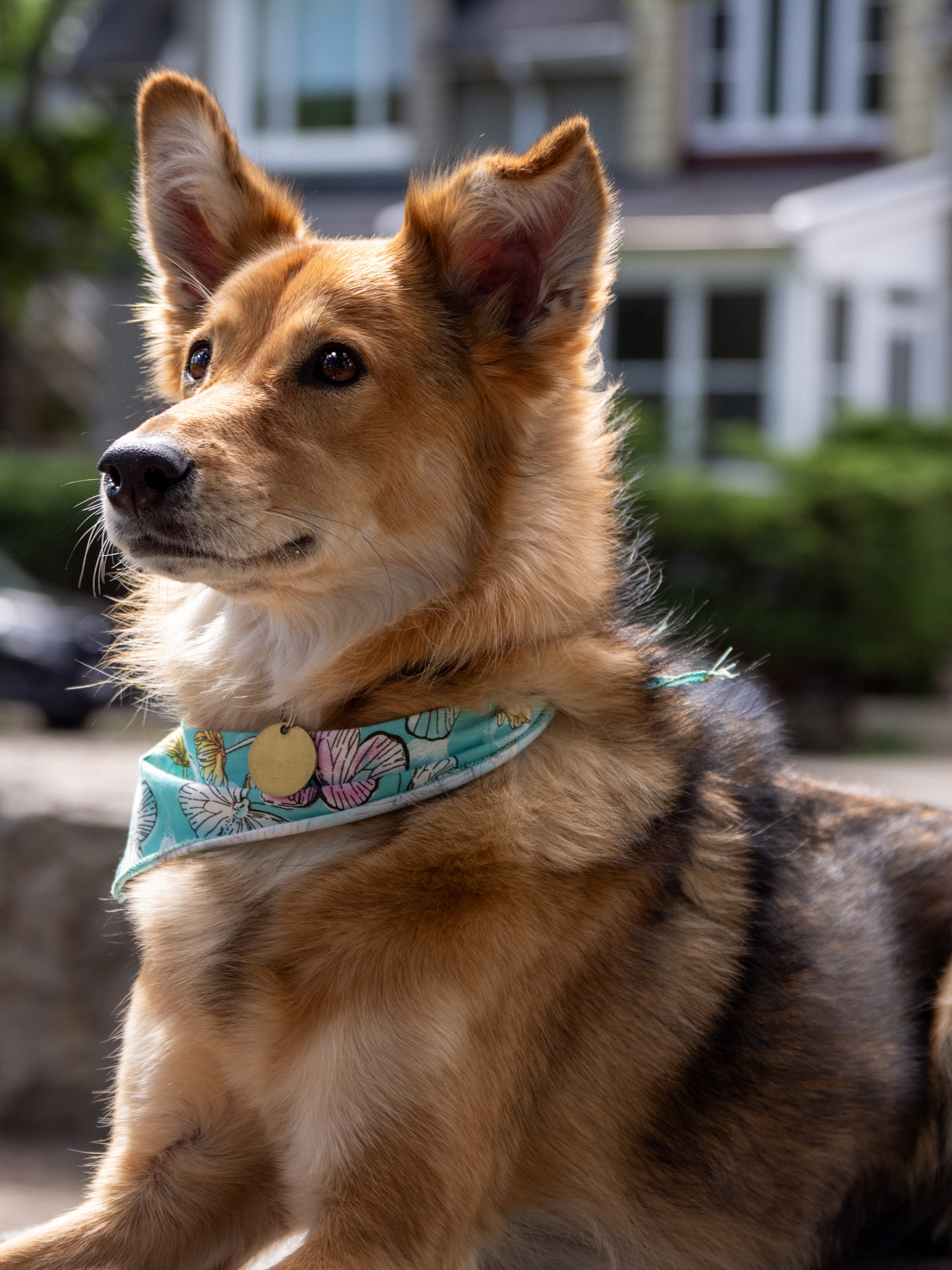 Penny, a golden and black dog wearing a floral bandana, photographed outdoors in natural light