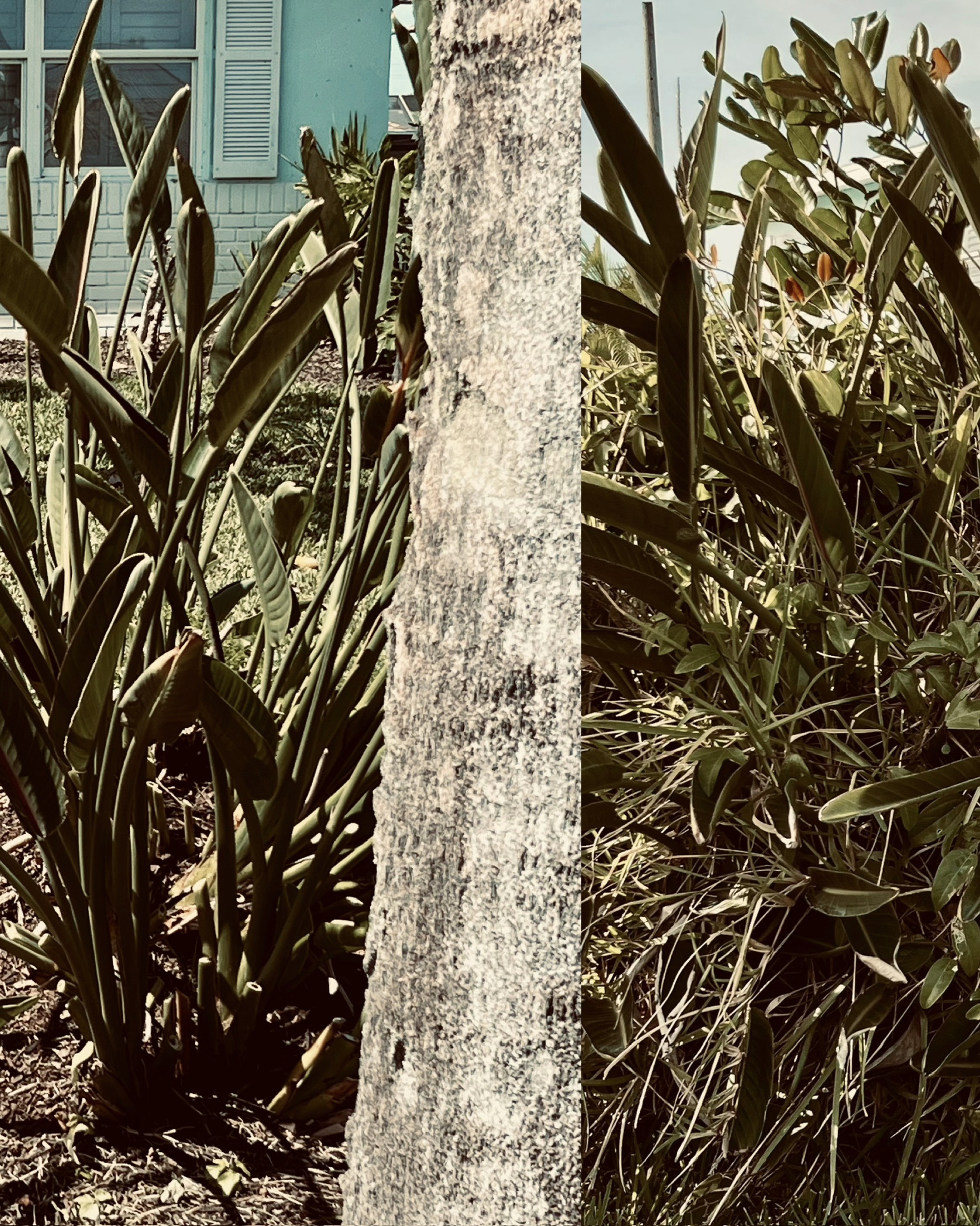 Bird of paradise and tropical foliage framing a palm trunk
