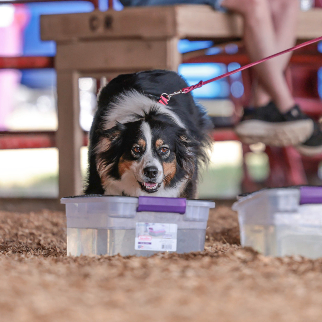 Dog searching containers during scent work training