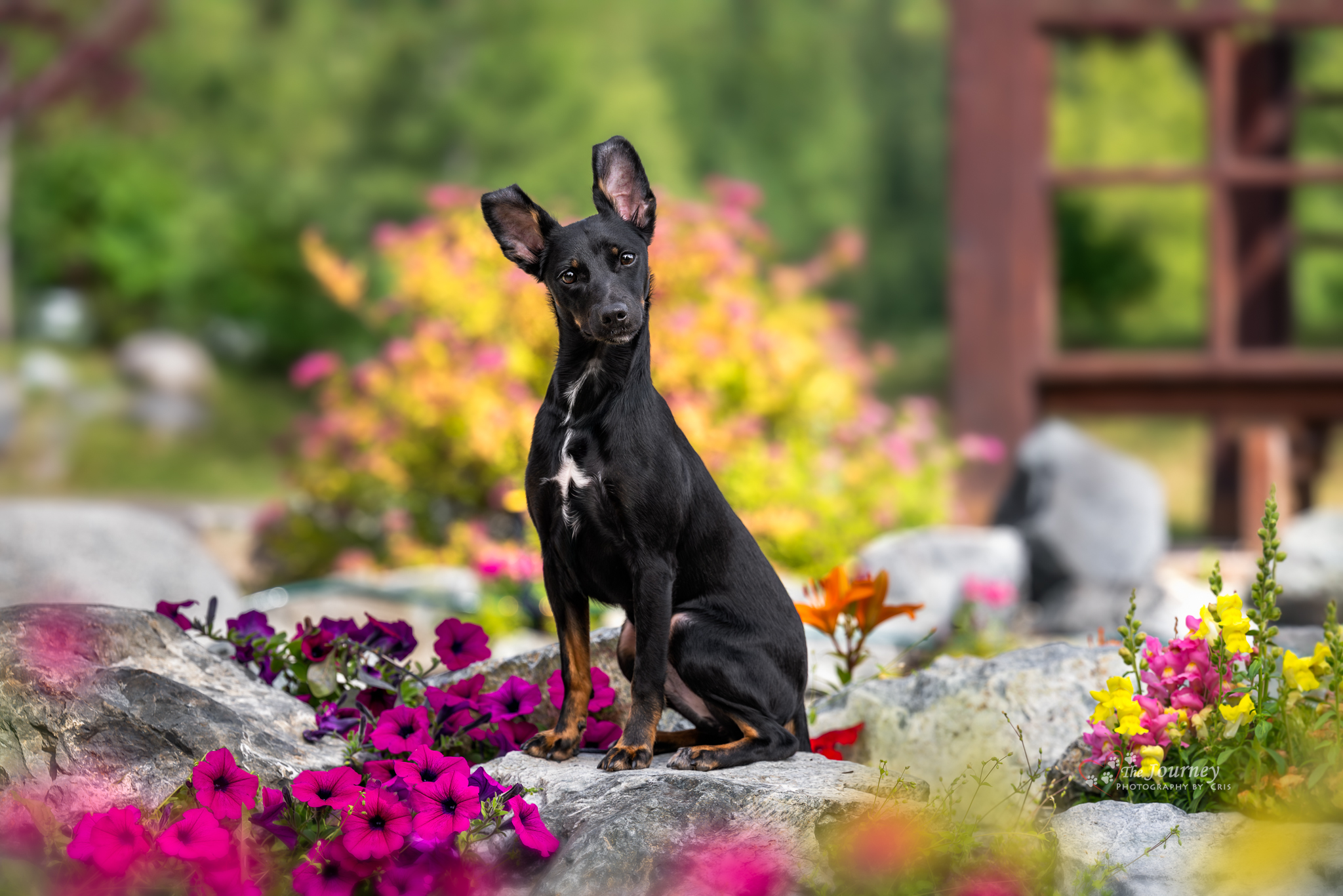 Dog sitting attentively among colorful flowers