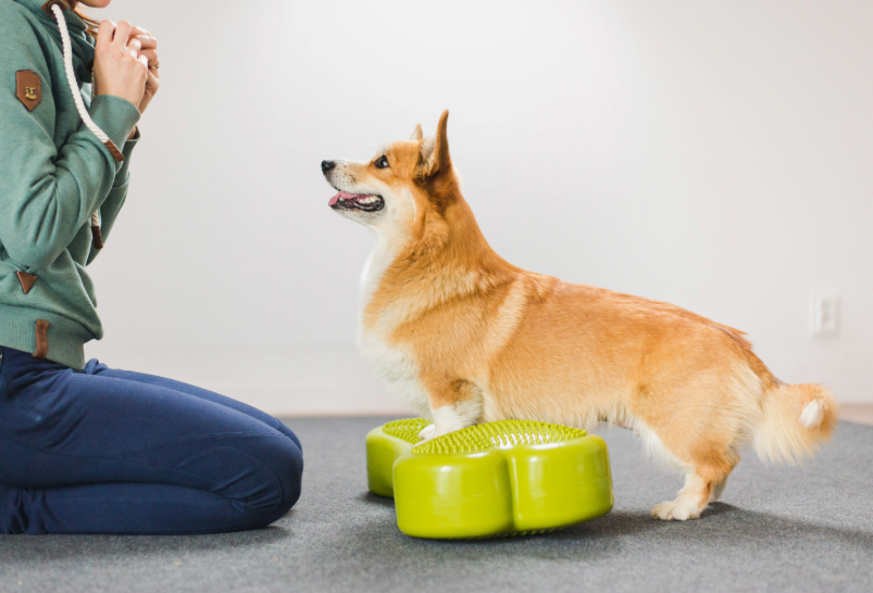 Corgi doing fitness training on balance equipment