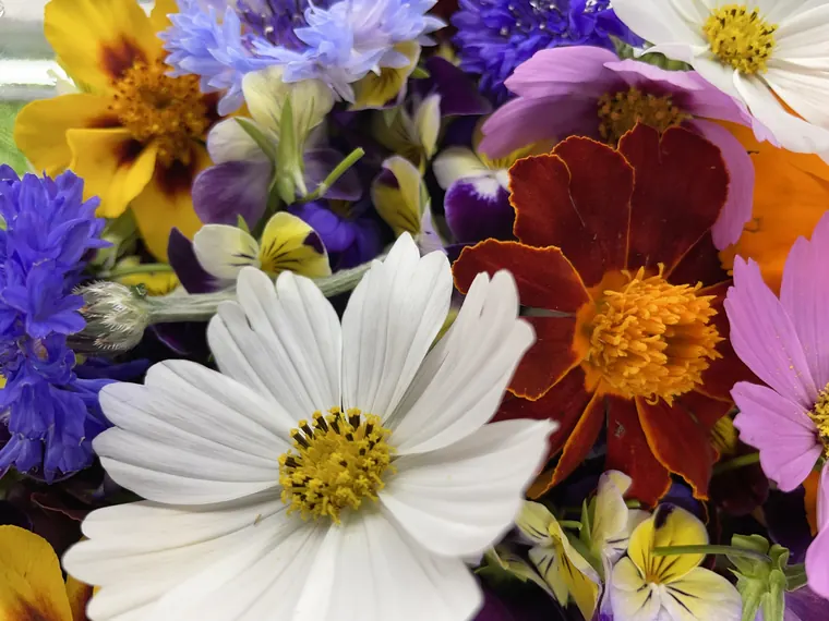 Seasonal Edible Flower Mix