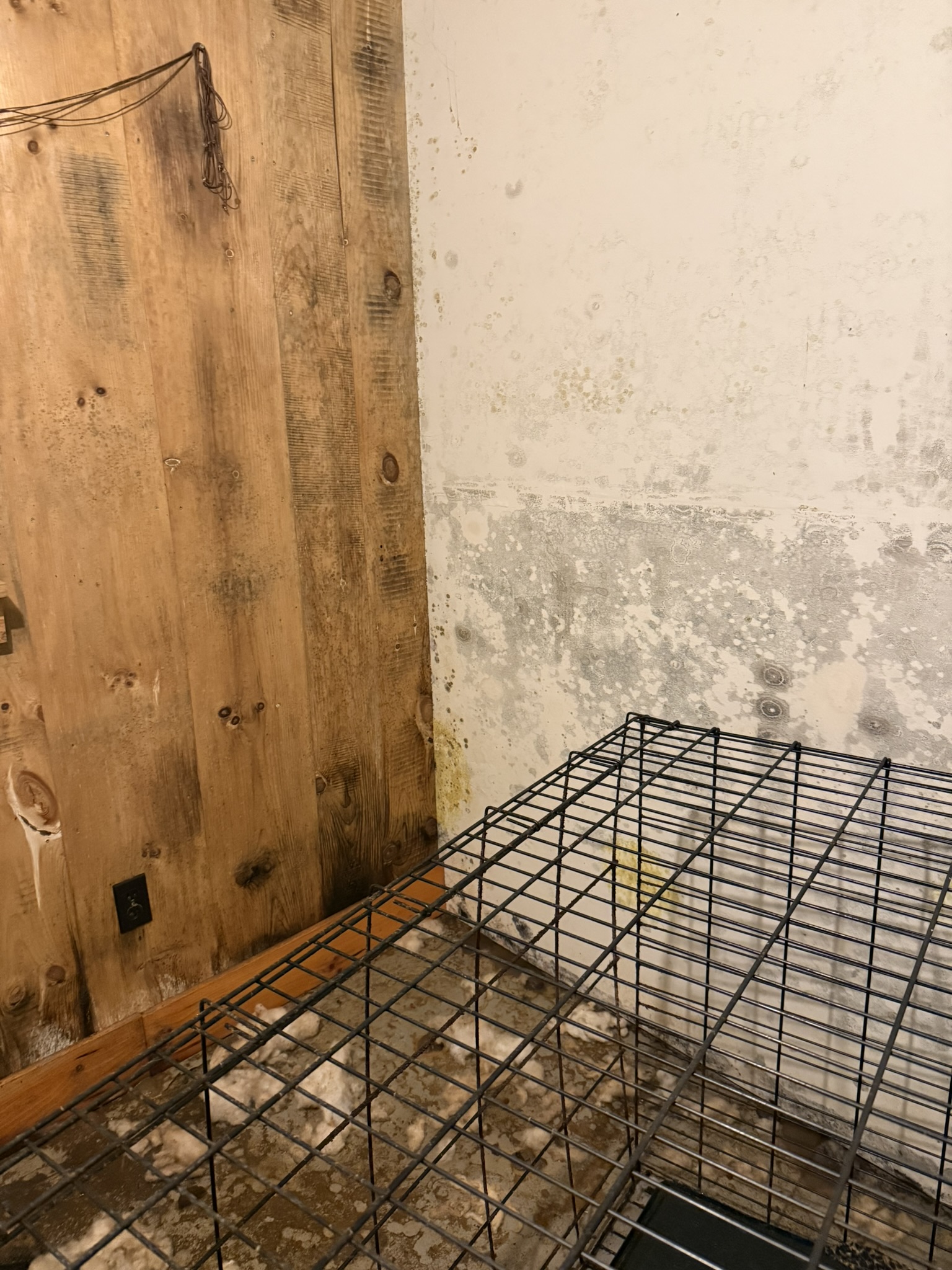 Mold on a painted basement wall and darkened wood paneling beside an electrical outlet