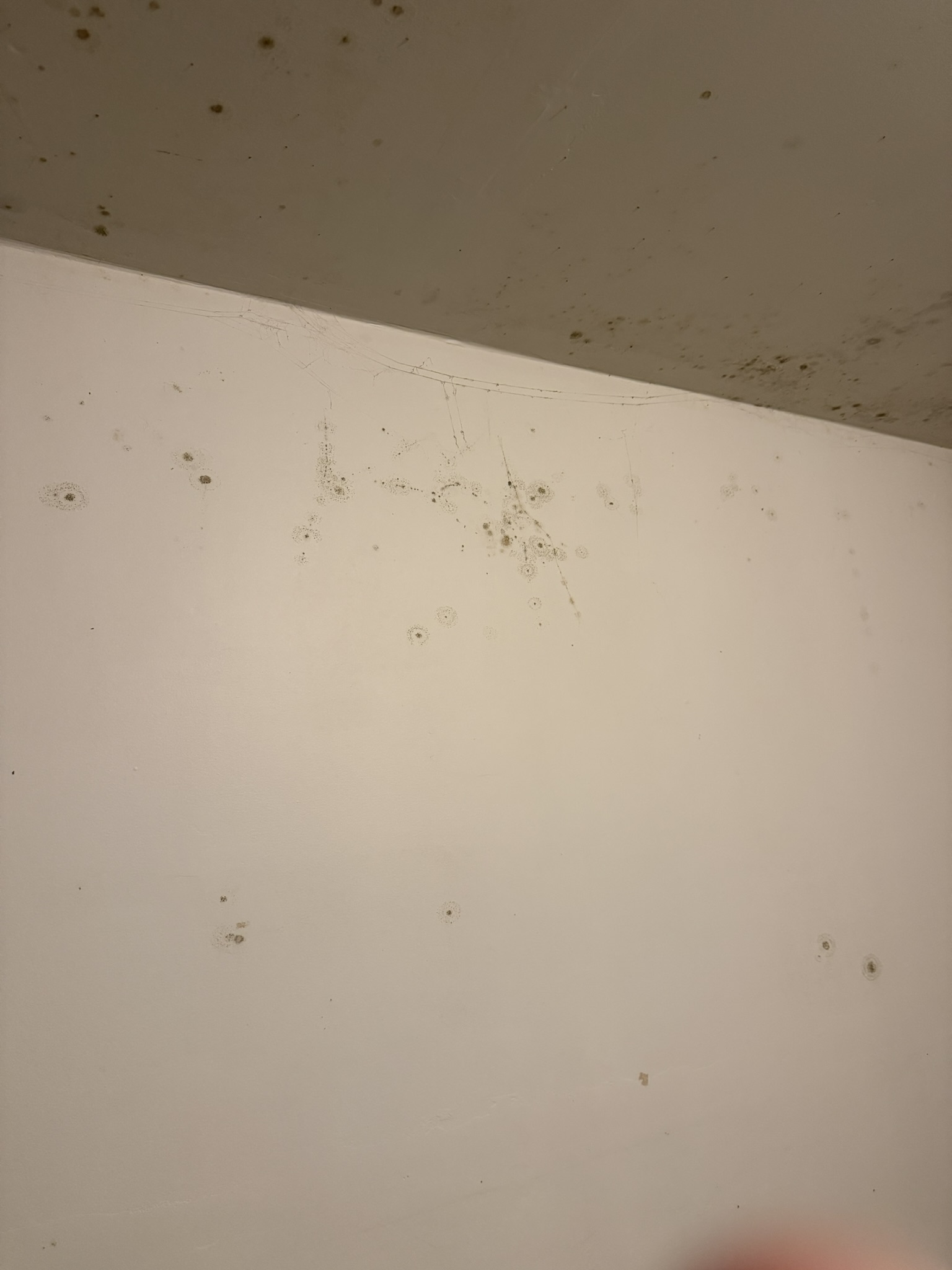 Mold spotting on a wall and ceiling