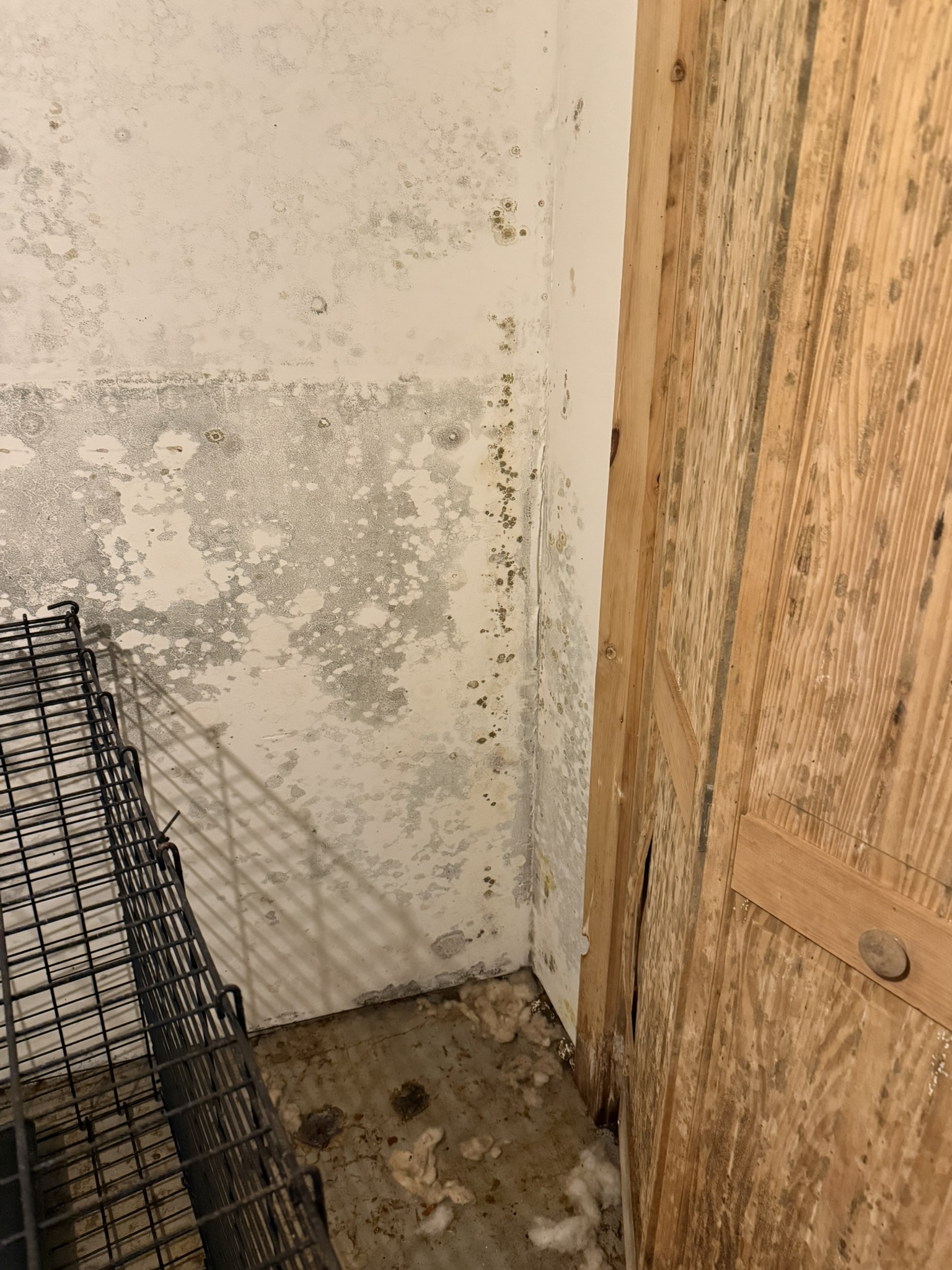 Mold growth on a painted basement wall beside a mold-stained wooden door, with a wire pet crate and loose insulation on the concrete floor