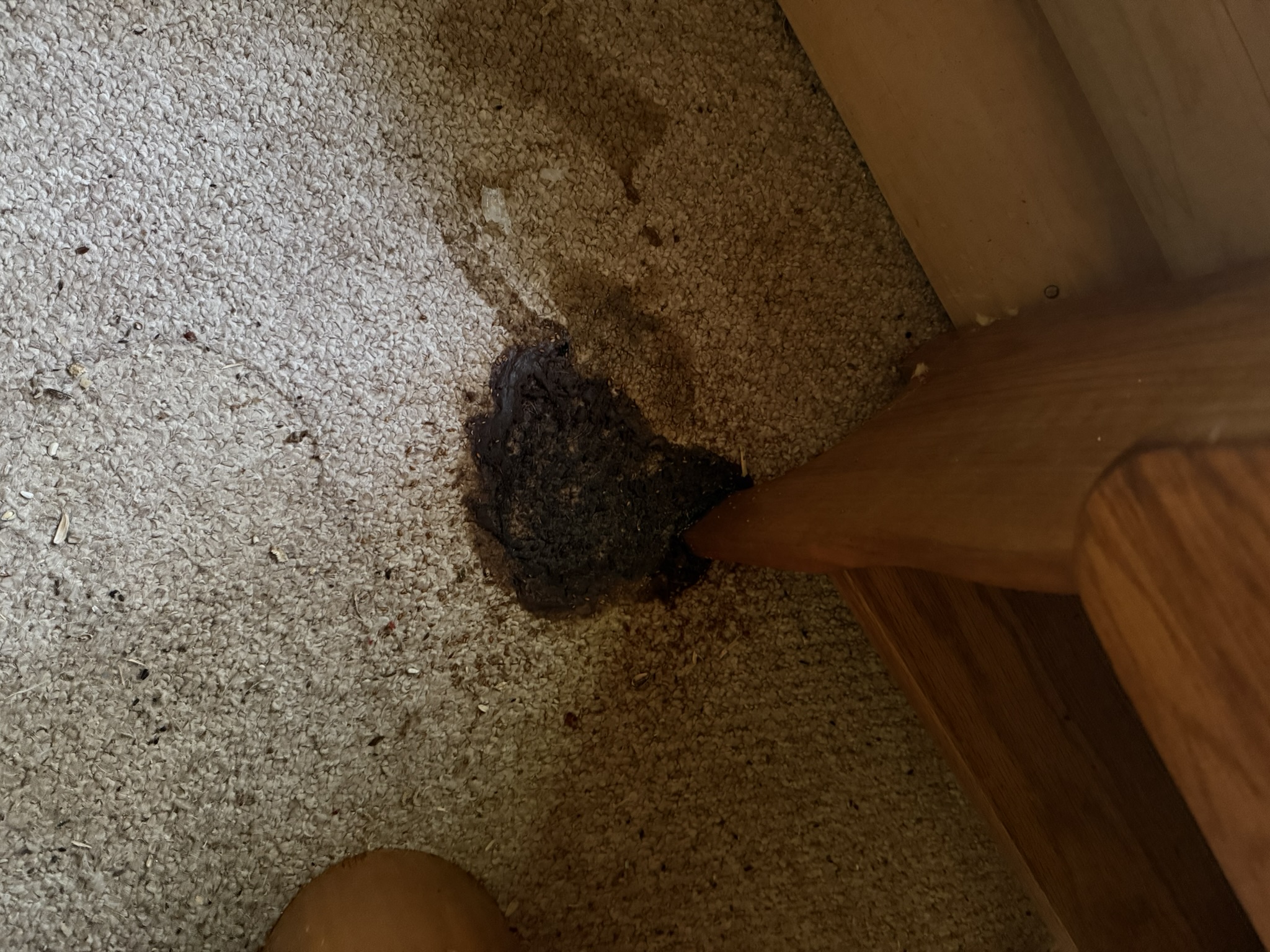 Dark staining on carpet beside a wooden stair post