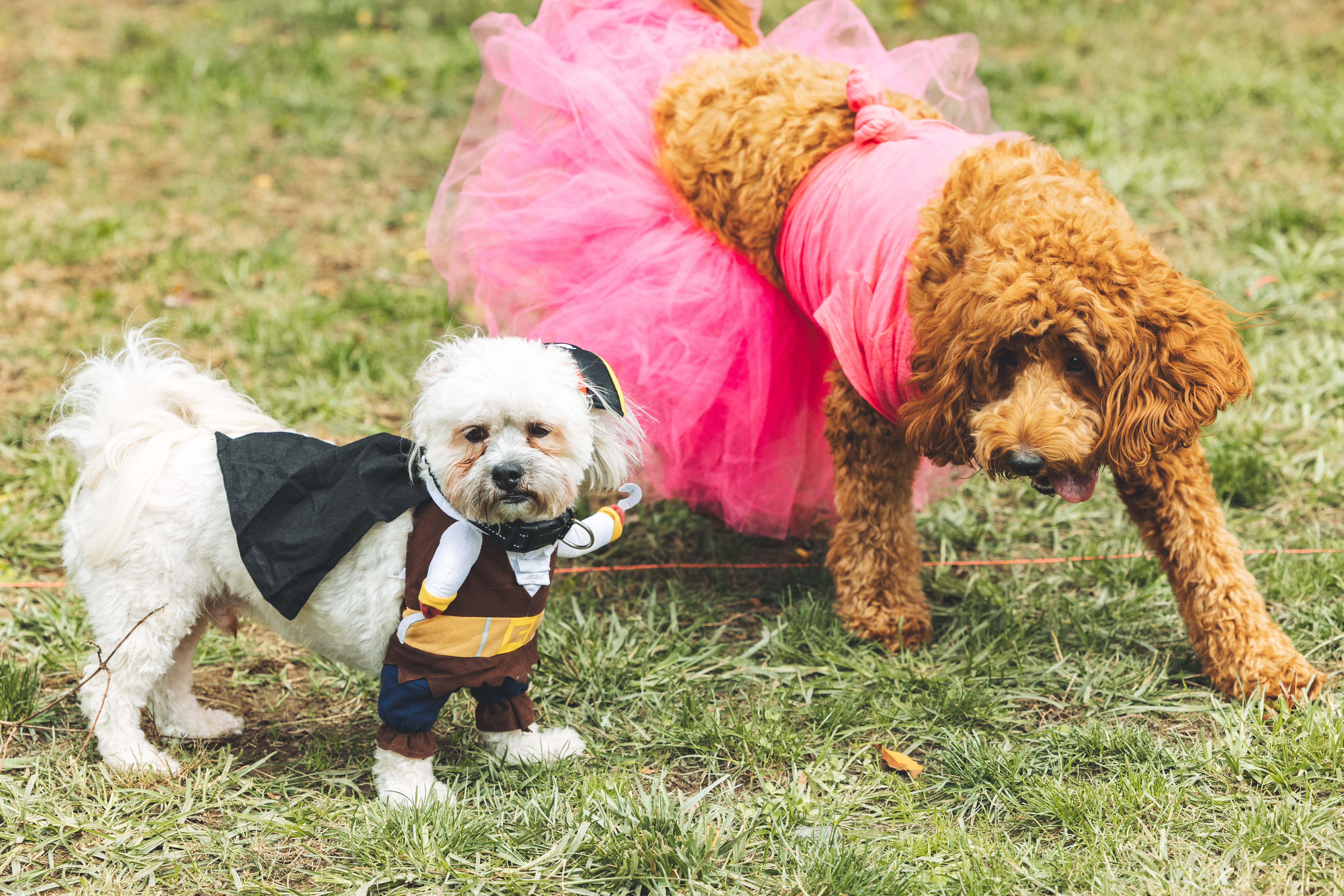 Two dogs in Halloween costumes together