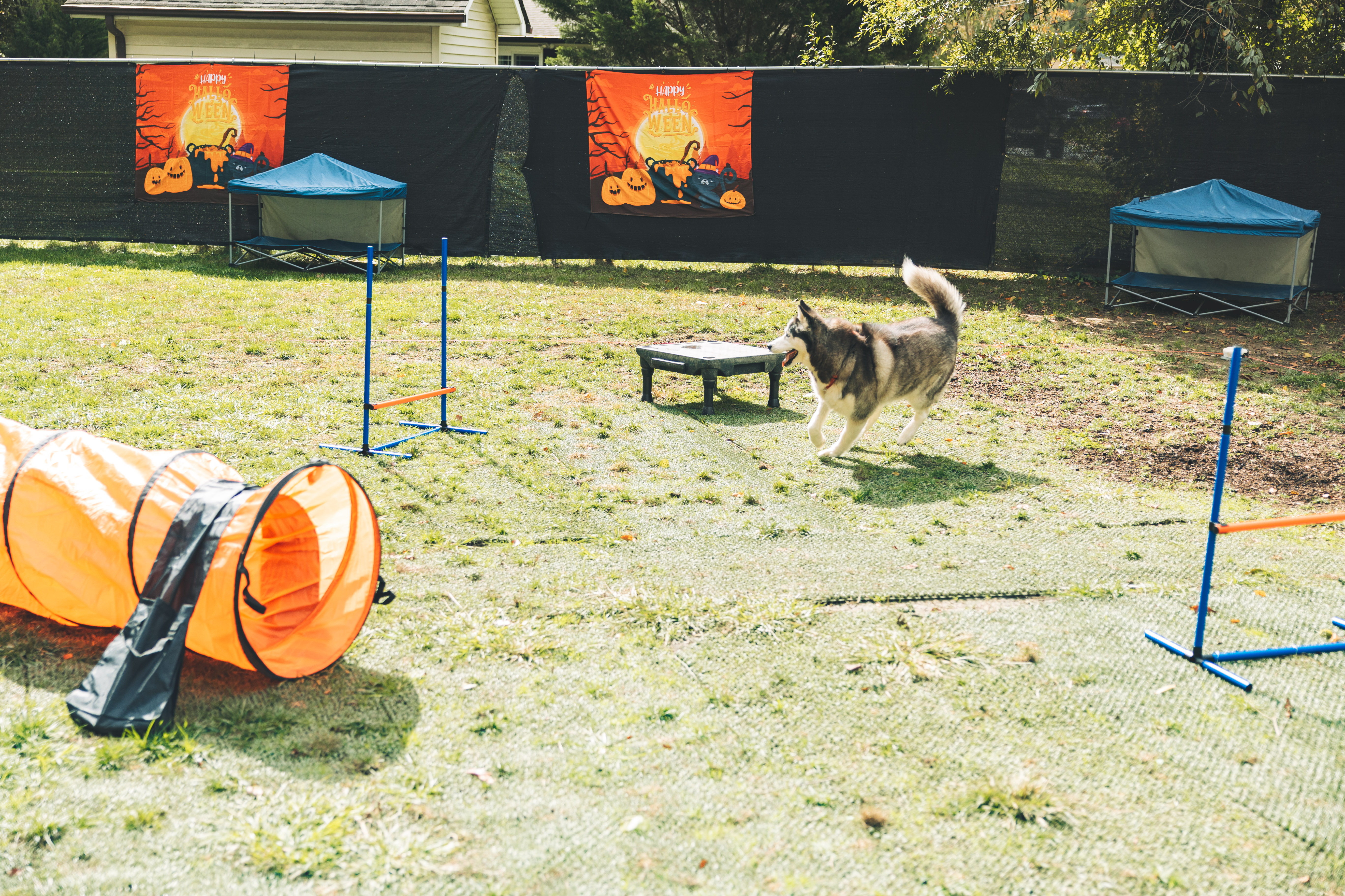 Husky running through agility course