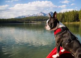 Dog by mountain lake - Health Spotlight