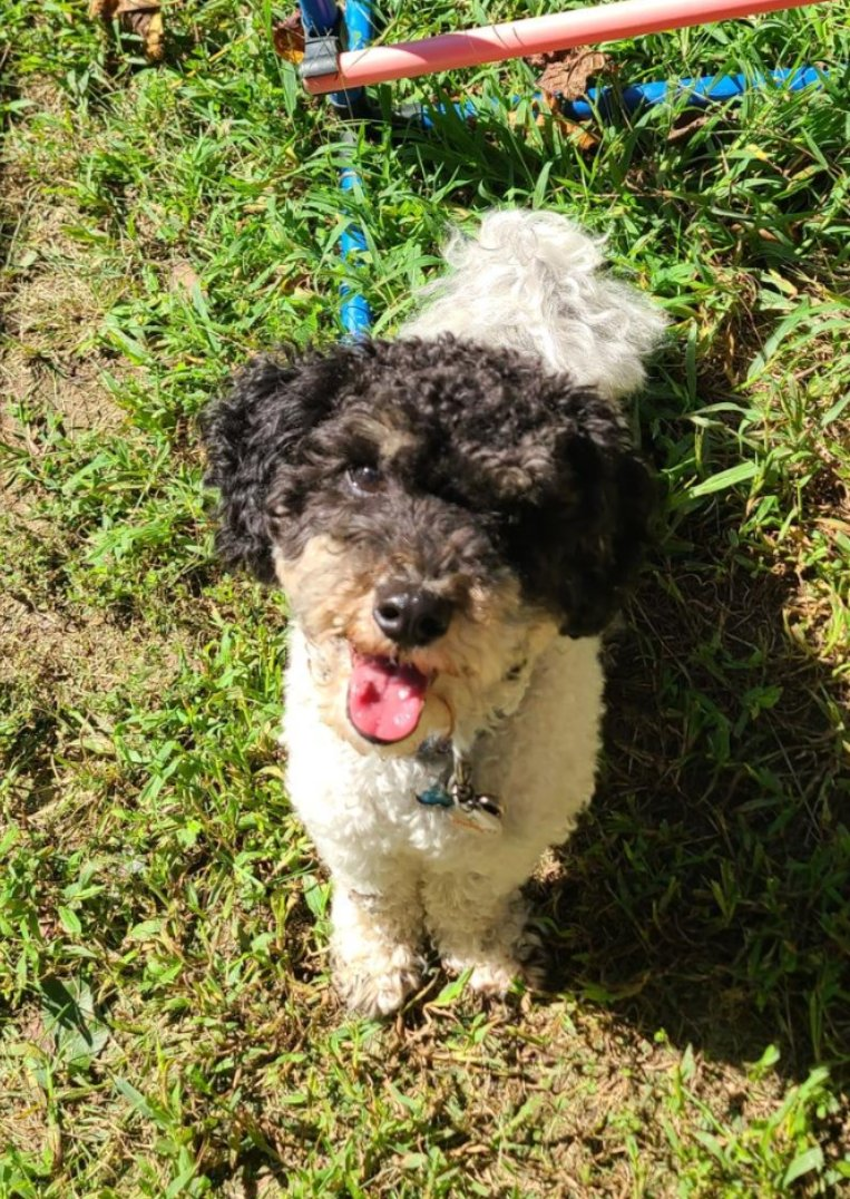 Gizmo the Doodle Mix