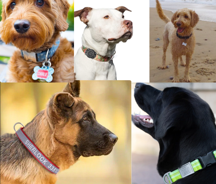 Dogs with ID tags and collars - National ID Your Pet Day