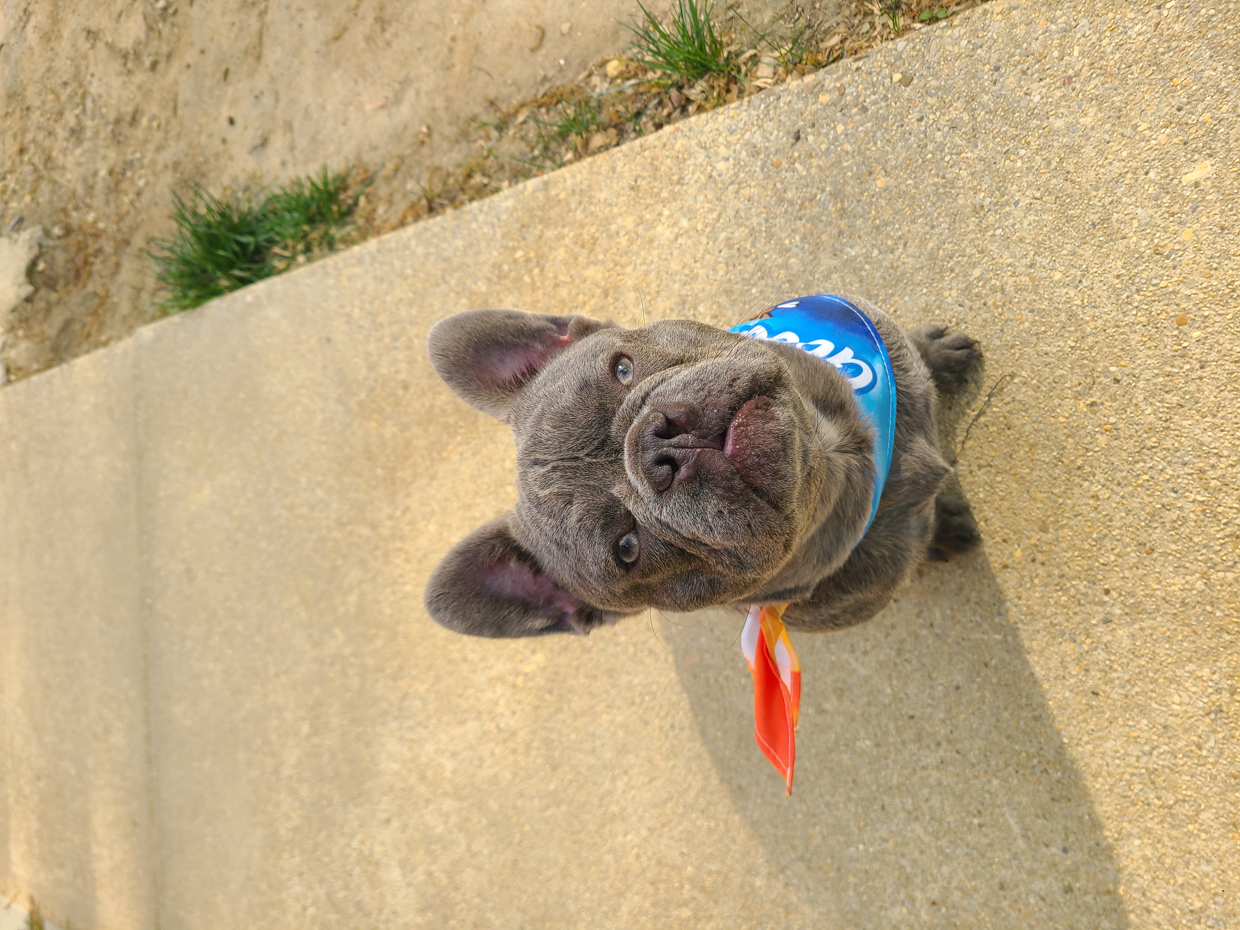 Aziz the French Bulldog