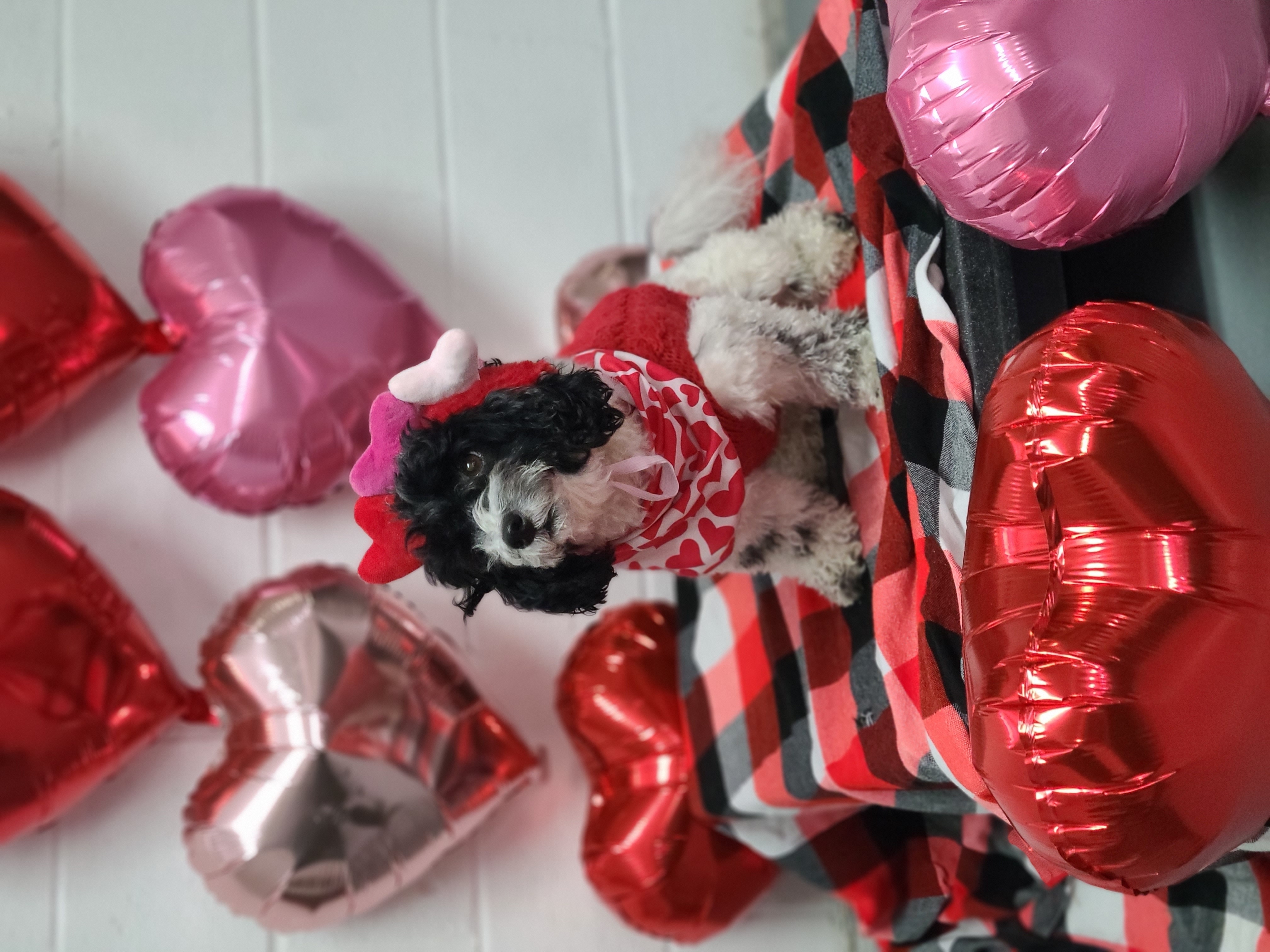 Black and white poodle in Valentine costume with heart balloons