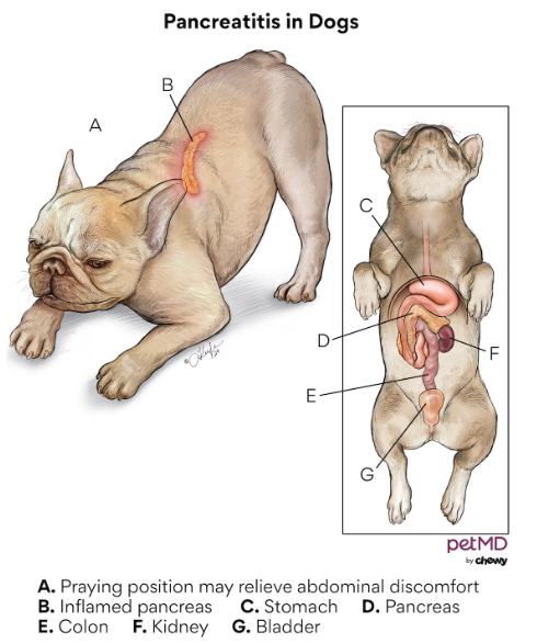 Pancreatitis in Dogs diagram by PetMD
