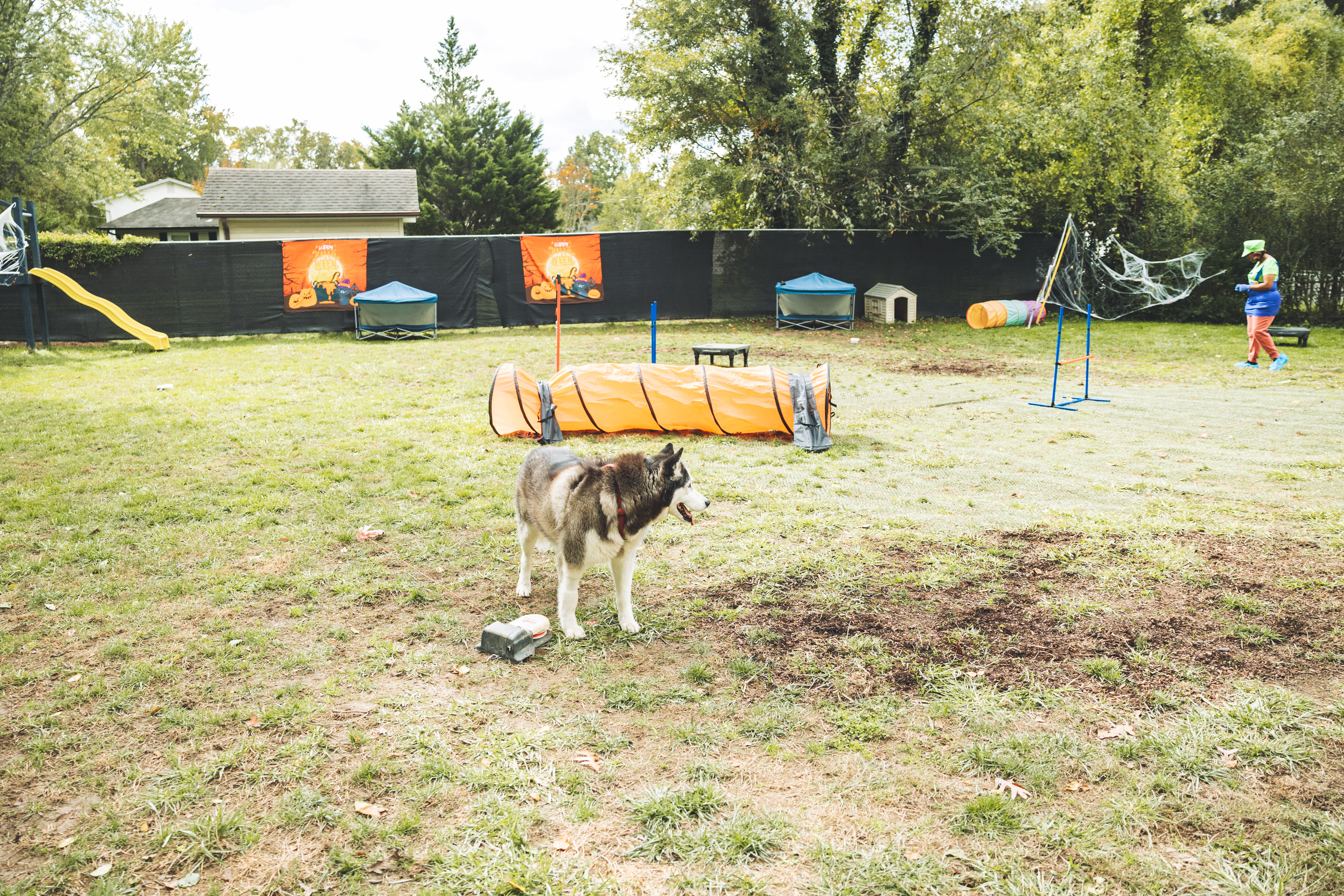 Husky in agility play yard