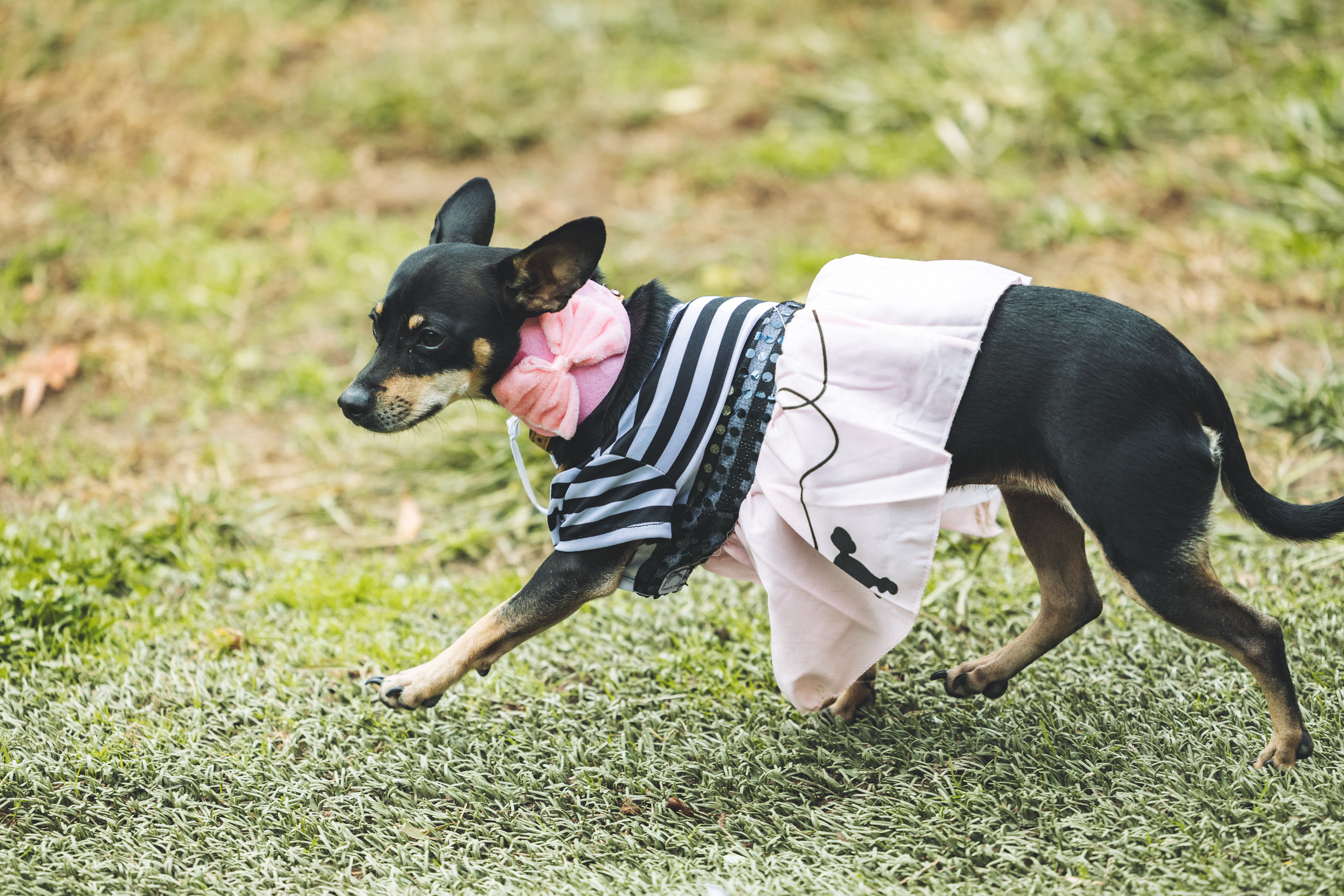 Small dog running in adorable outfit