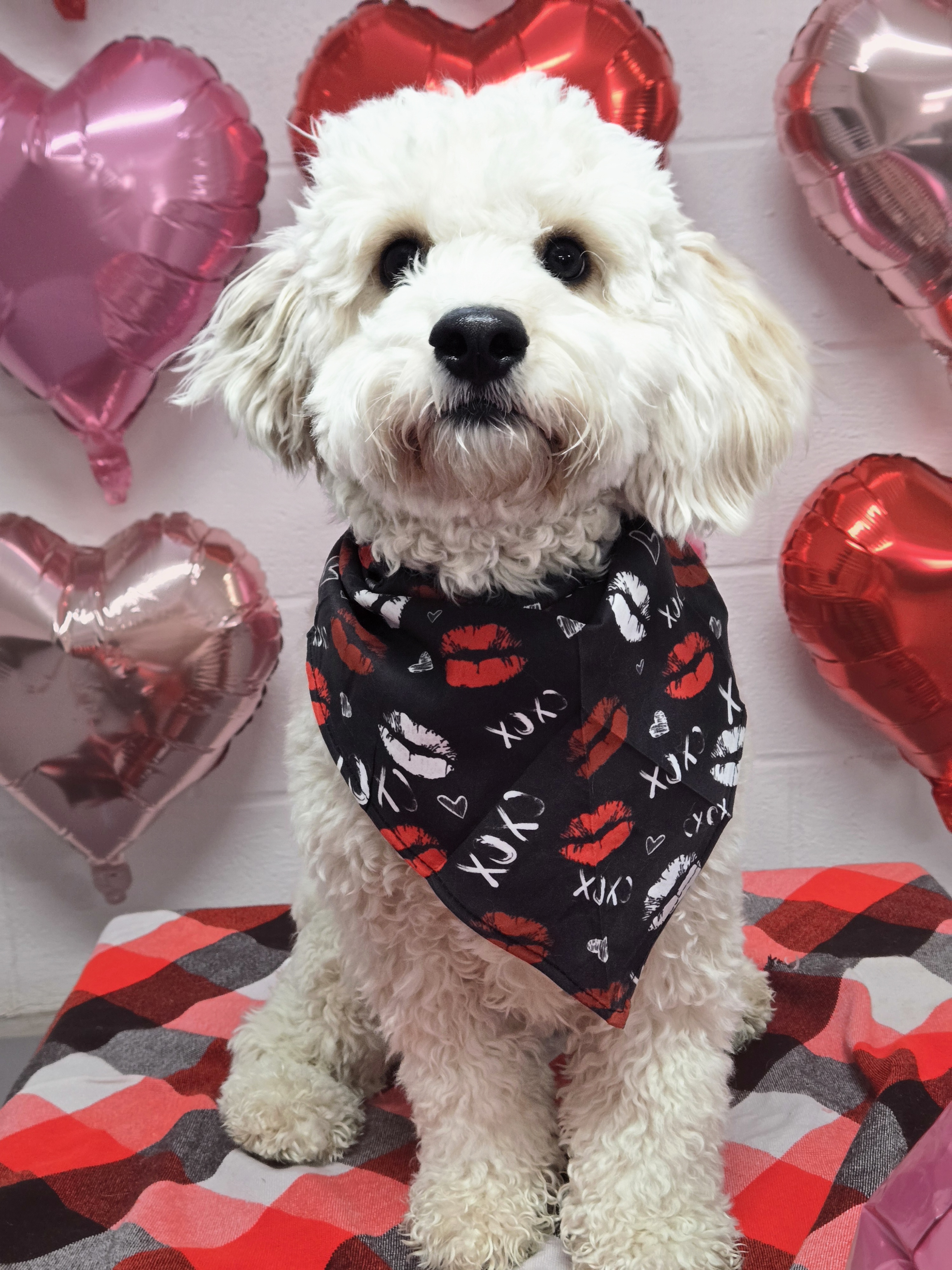 White poodle in Valentine bandana with heart balloons