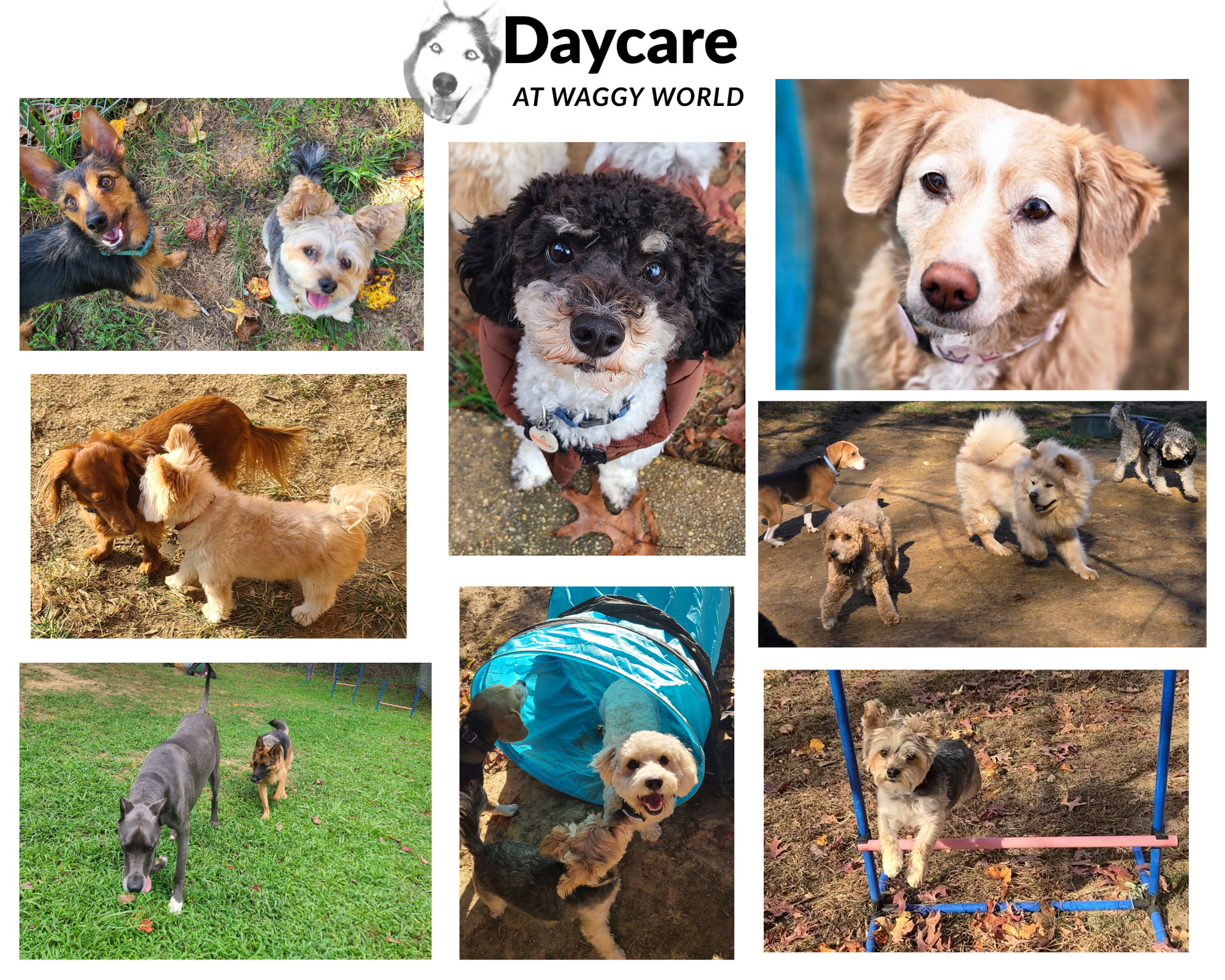 Daycare at Waggy World - dogs playing and having fun